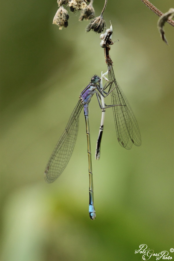 Strano comportamento e id. - predazione di I. elegans