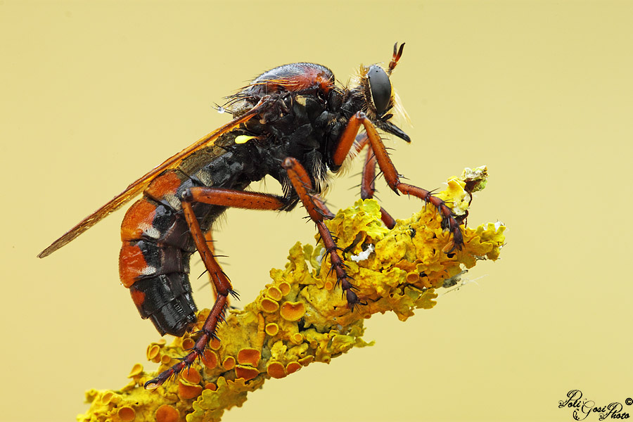 Femmina di Dasypogon diadema in deposizione