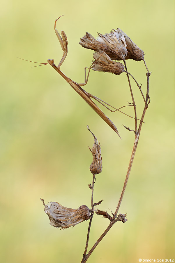 Maschio di Mantis religiosa