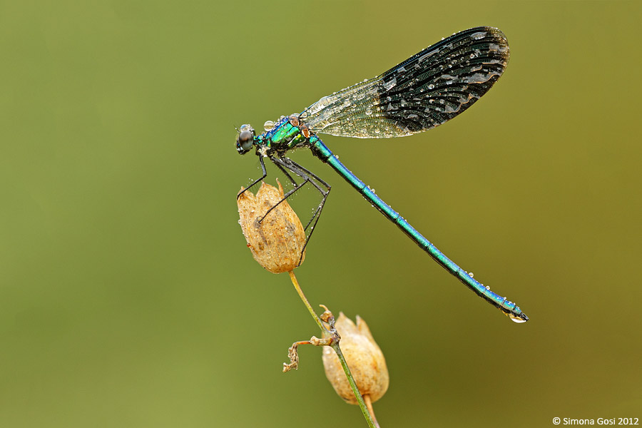 ID libellula