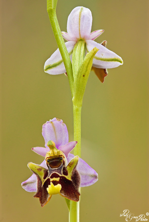 Quali orchidee?