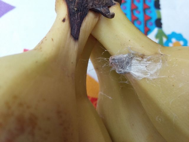 URGENTE identificazione ragno delle banane