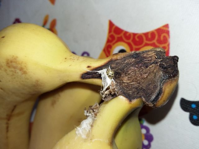 URGENTE identificazione ragno delle banane