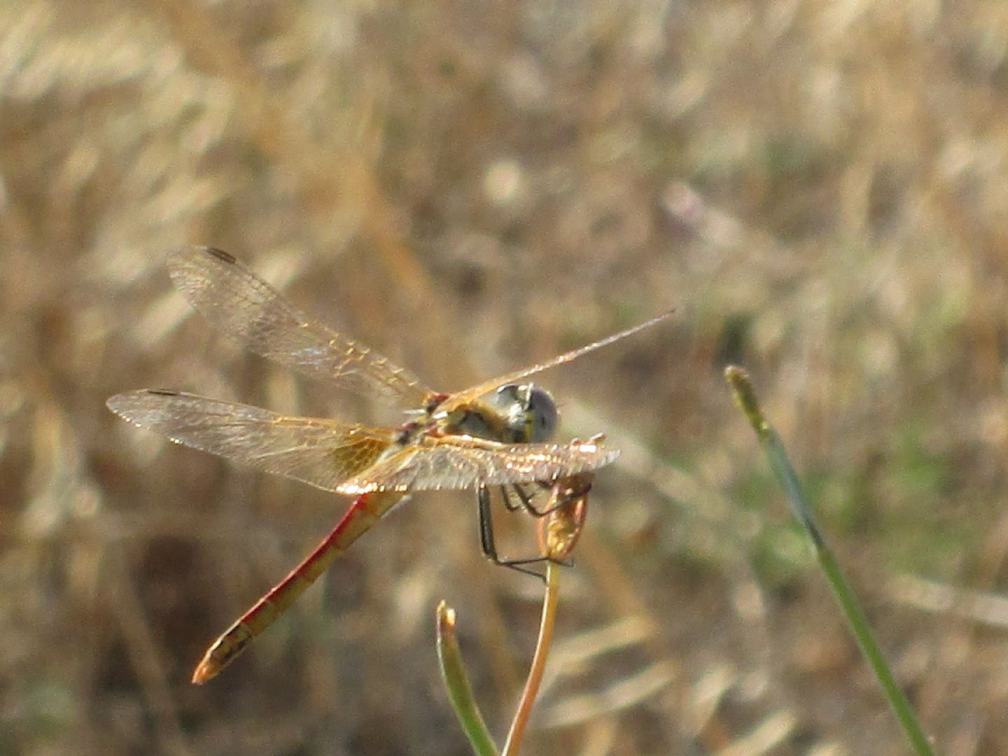 identificazione di una libellula