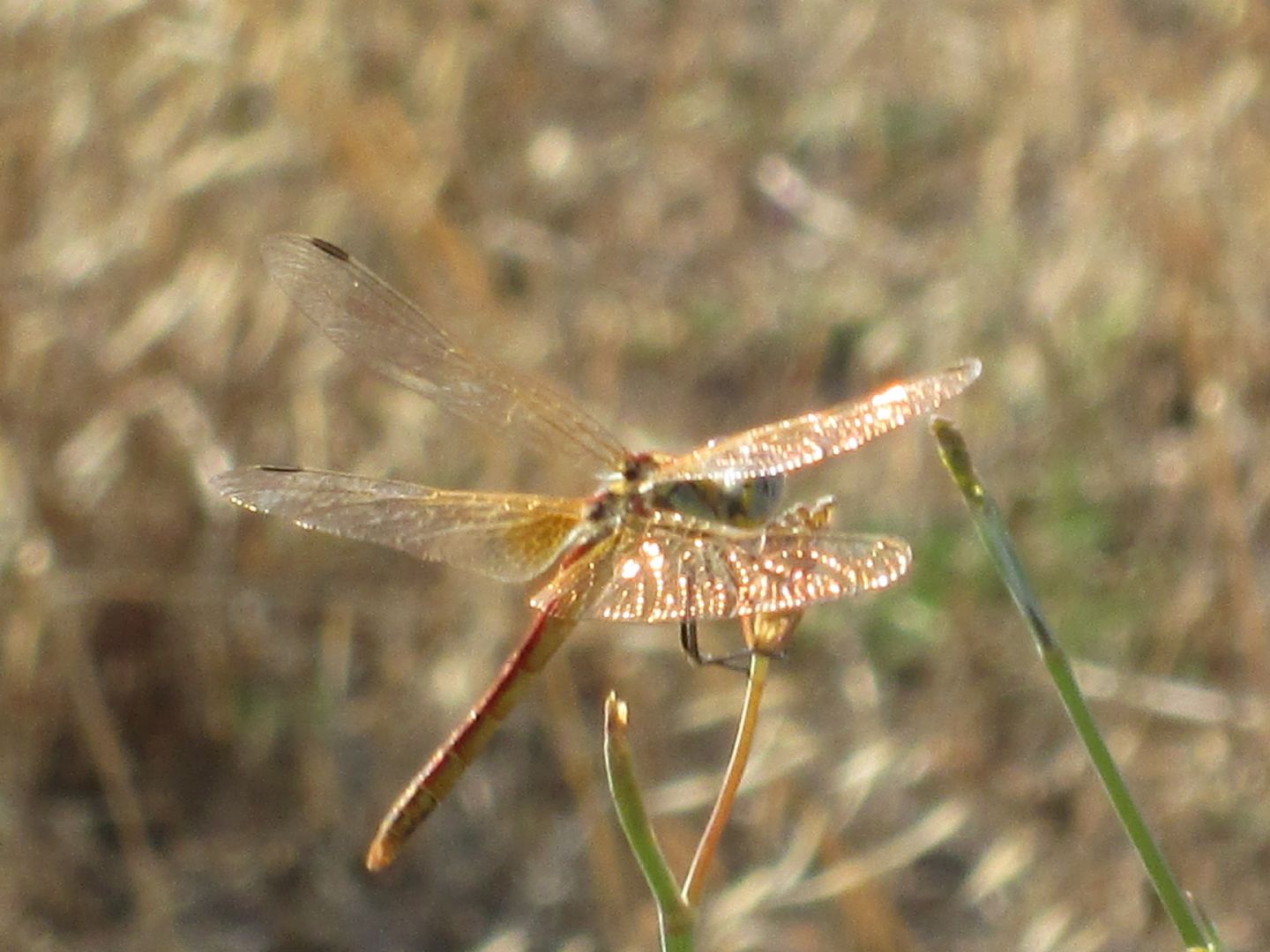 identificazione di una libellula