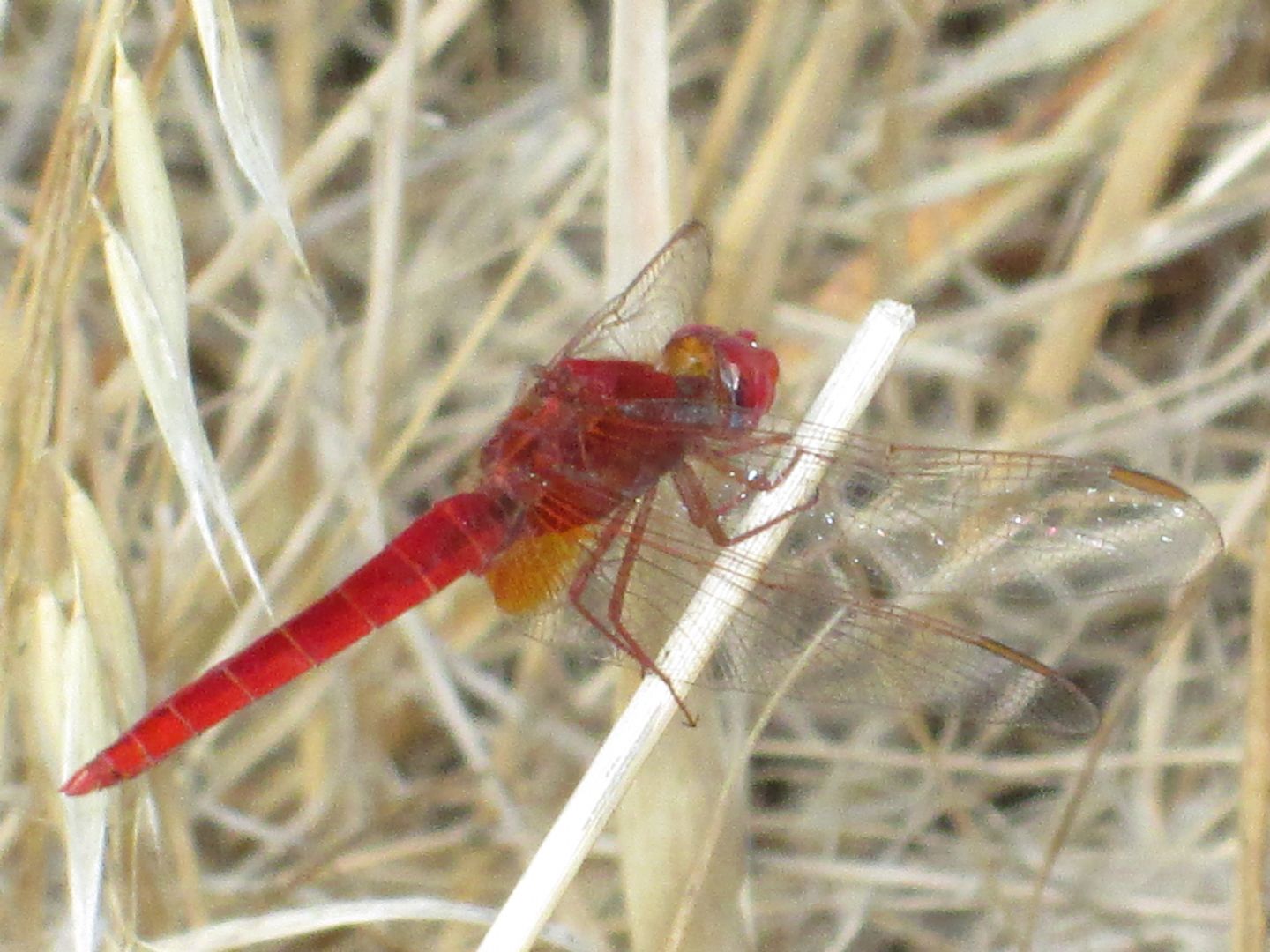 identificazione di una libellula