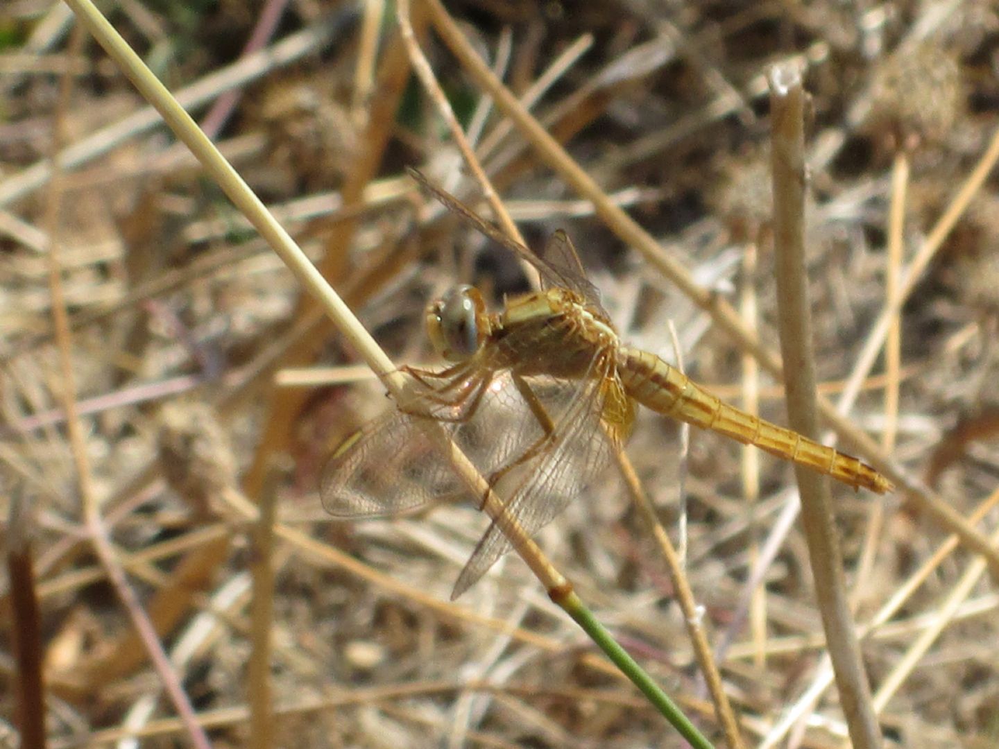 identificazione di una libellula