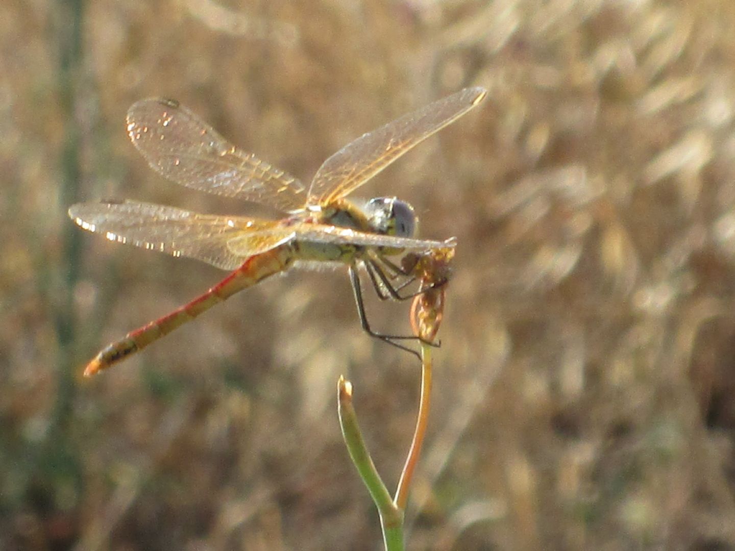 identificazione di una libellula