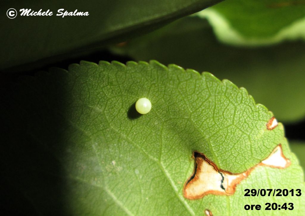 il ciclo del podalirio (Iphiclides podalirius)