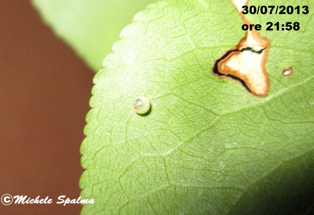 il ciclo del podalirio (Iphiclides podalirius)