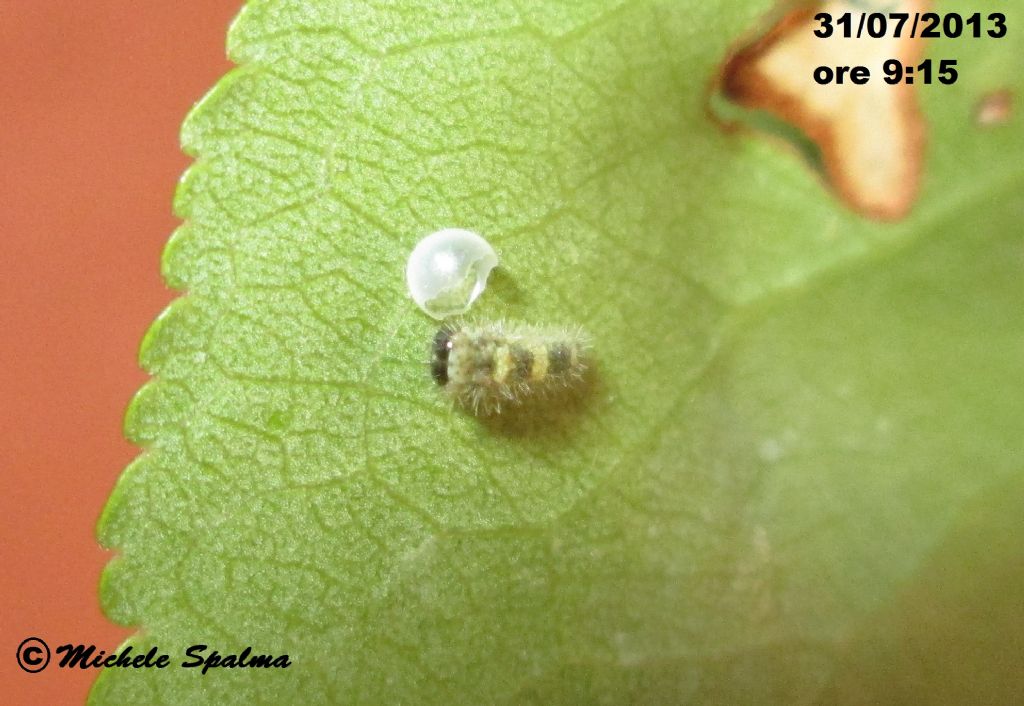 il ciclo del podalirio (Iphiclides podalirius)