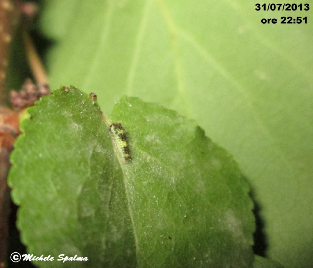 il ciclo del podalirio (Iphiclides podalirius)