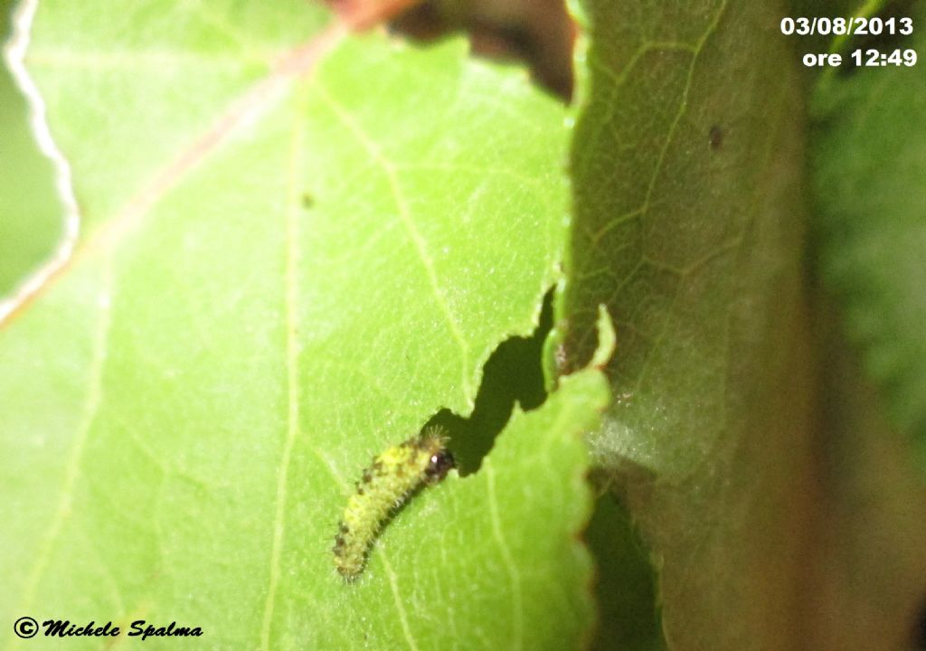 il ciclo del podalirio (Iphiclides podalirius)