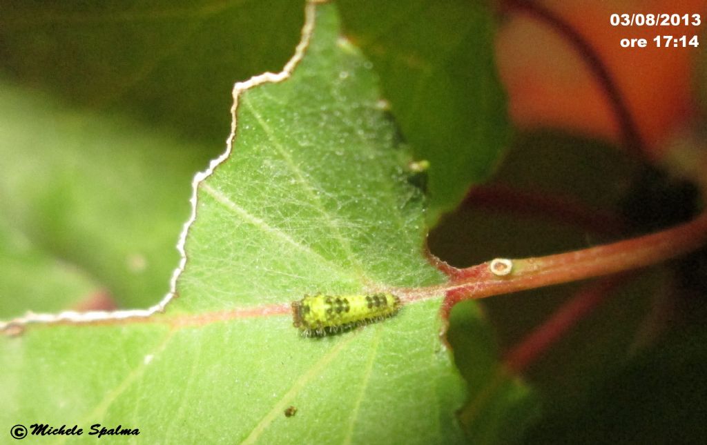 il ciclo del podalirio (Iphiclides podalirius)