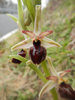 Ophrys exaltata subsp. montis-leonis