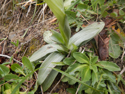 Ophrys exaltata subsp. montis-leonis