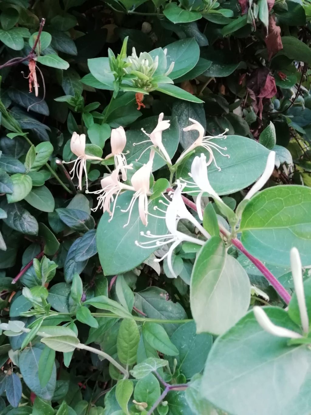 Fiori bianchi: Lonicera japonica (Caprifoliaceae)