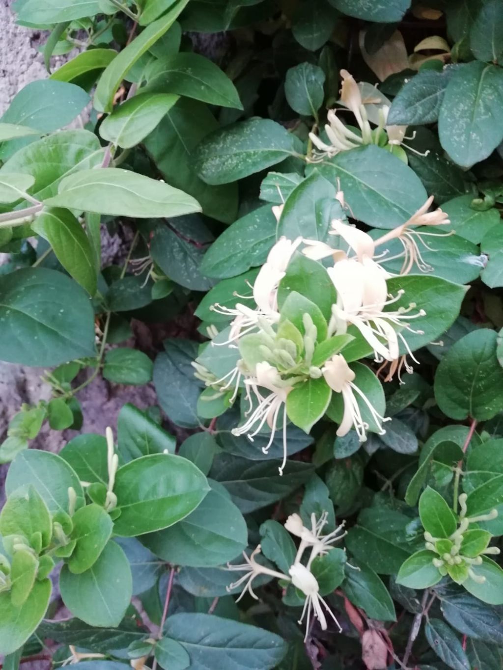 Fiori bianchi: Lonicera japonica (Caprifoliaceae)