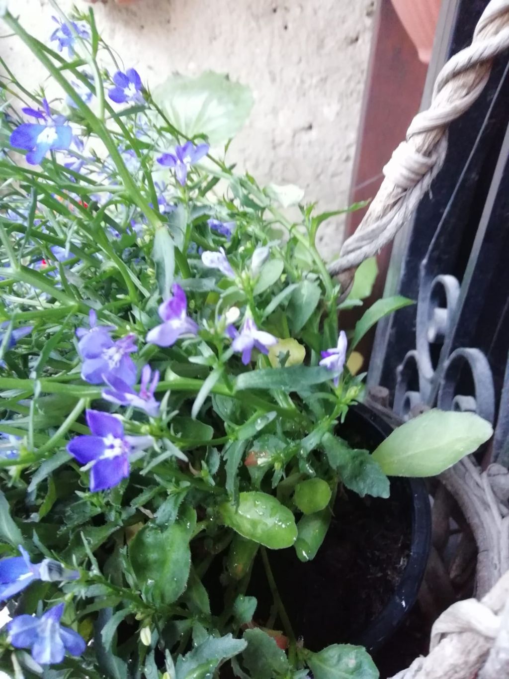 Cultivar di Lobelia erinus L. (Campanulaceae)