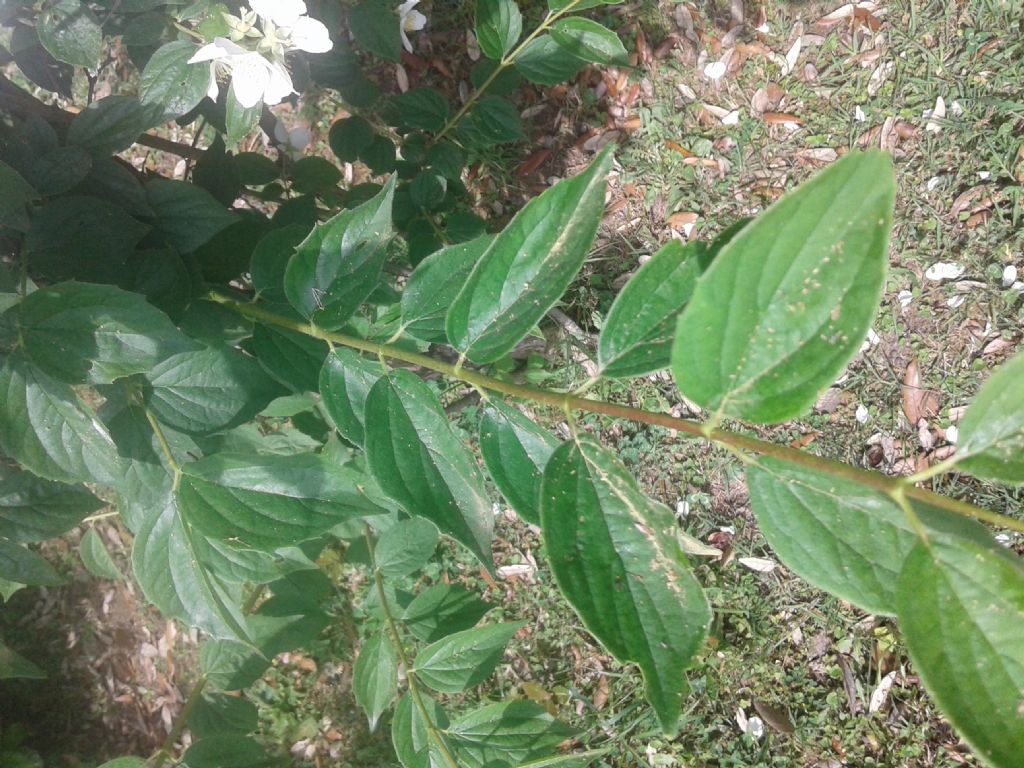 Cespuglio (Fiori bianchi):  Philadelphus coronarius