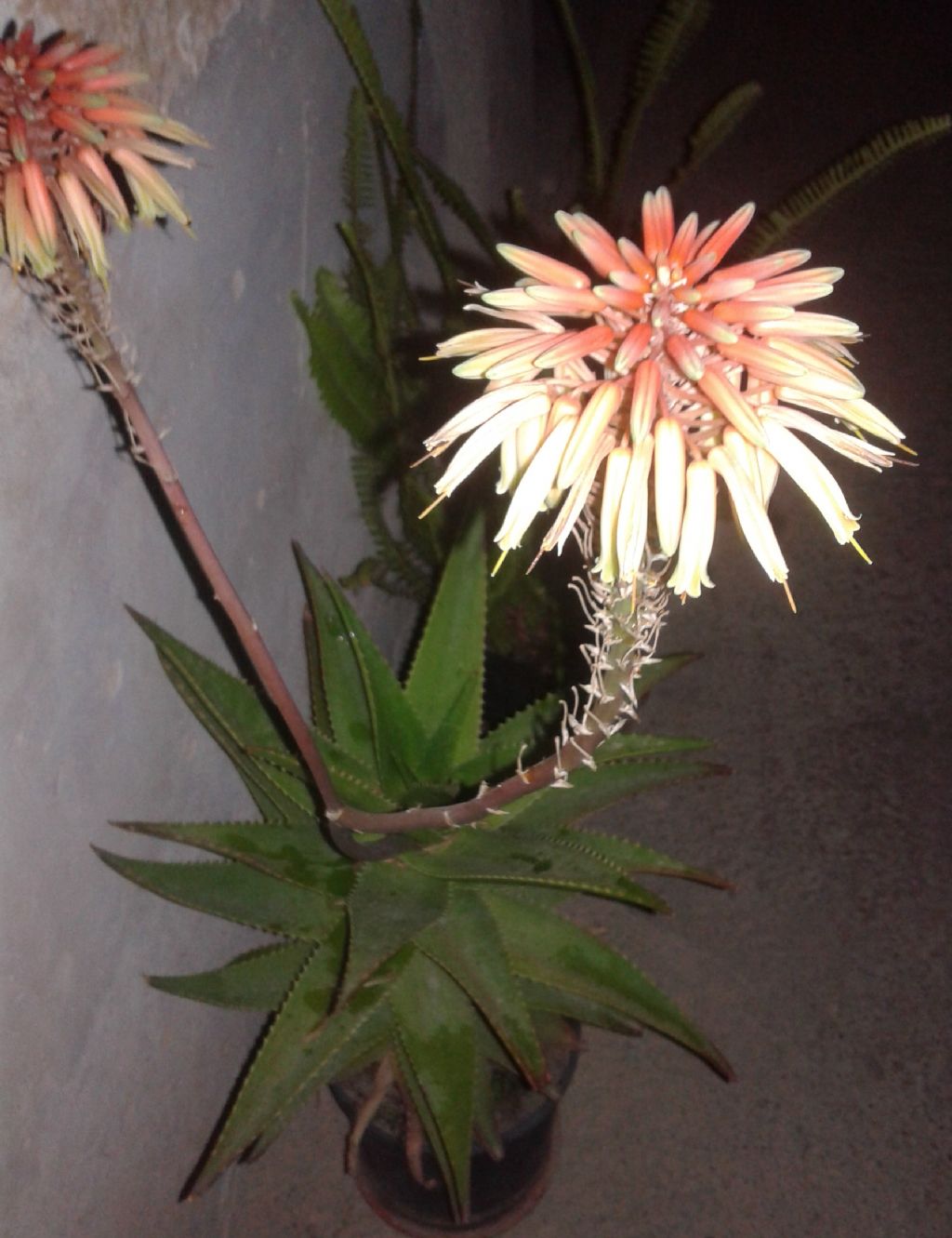 Aloe capmanambatoensis  (Xanthorrhoeaceae)