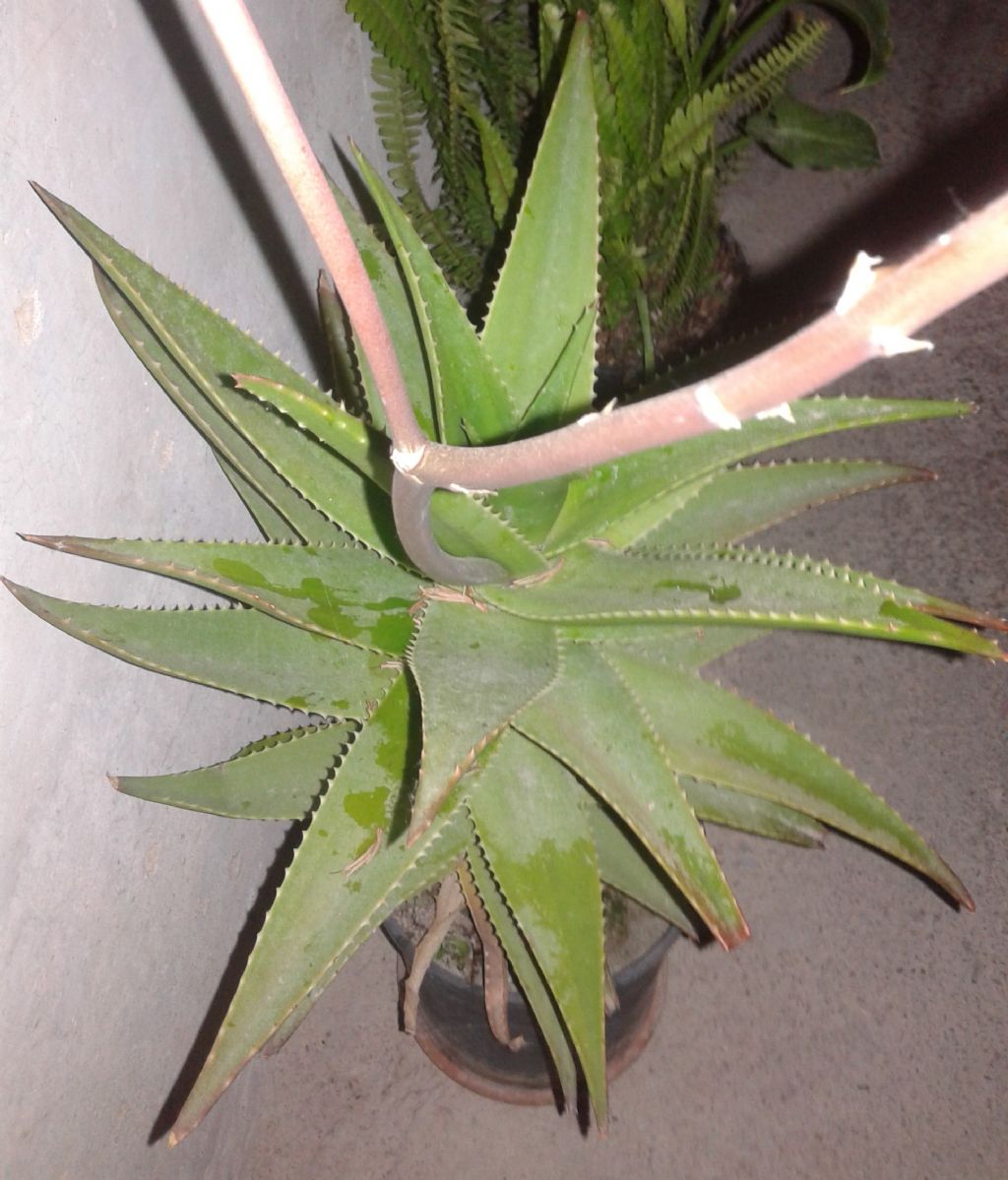 Aloe capmanambatoensis  (Xanthorrhoeaceae)