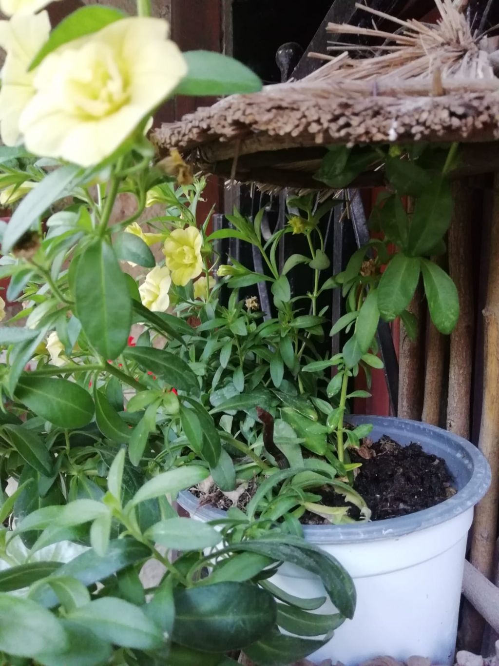 Calibrachoa X hybrida  (Solanaceae)