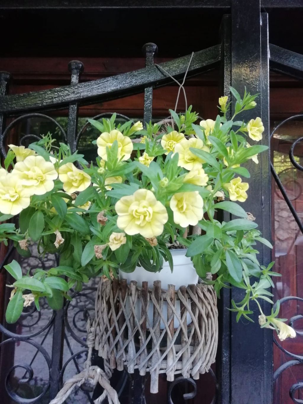 Calibrachoa X hybrida  (Solanaceae)