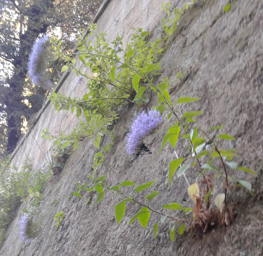 Trachelium caeruleum (Campanulaceae)