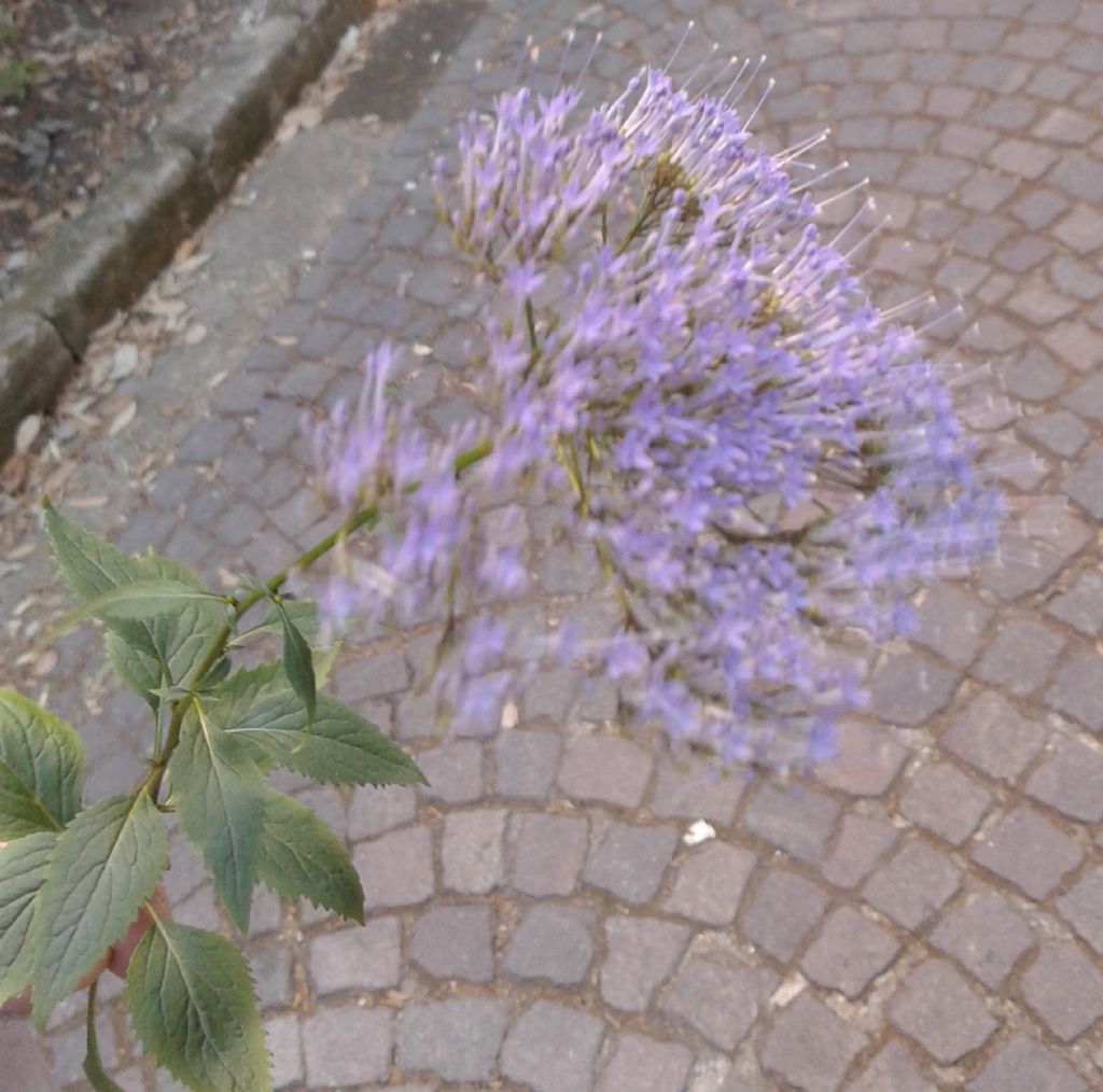 Trachelium caeruleum (Campanulaceae)