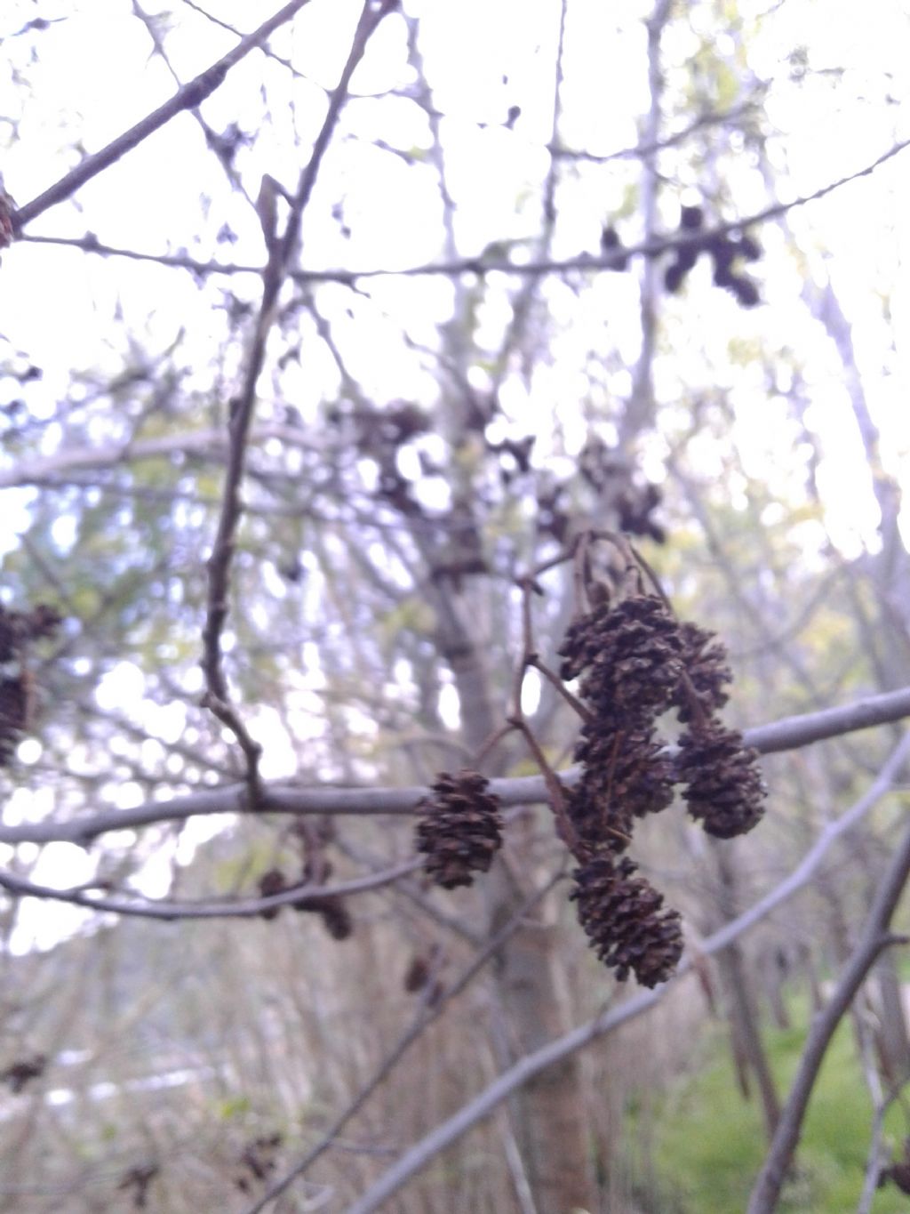 Alnus glutinosa - Ontano comune  (Betulaceae)