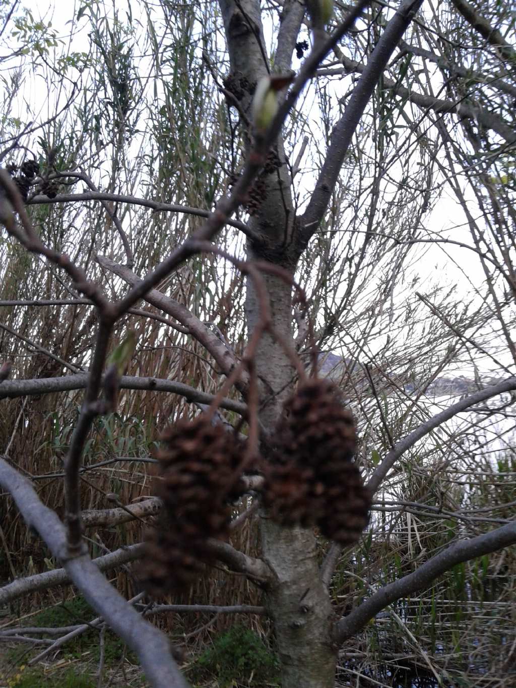 Alnus glutinosa - Ontano comune  (Betulaceae)