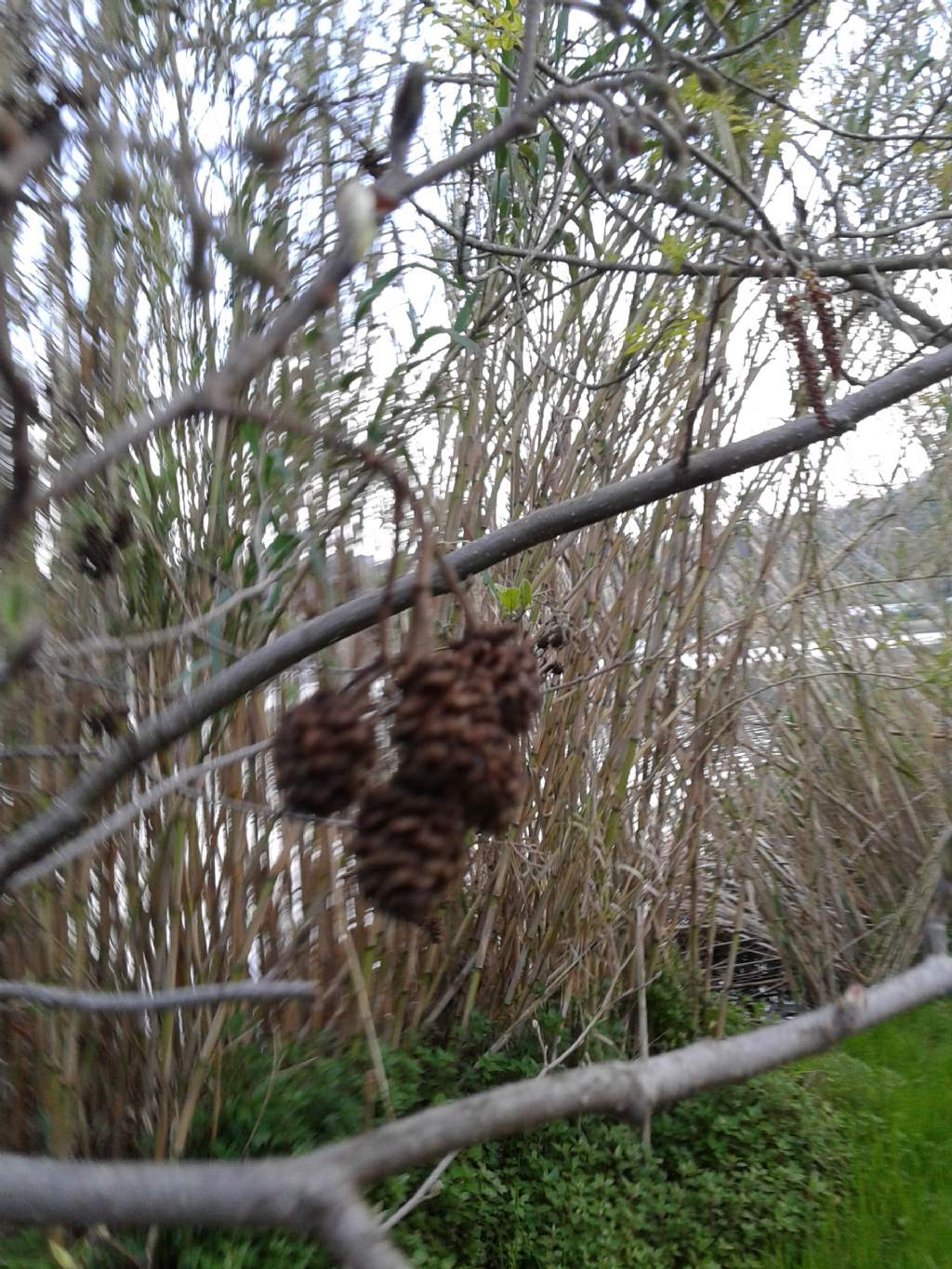 Alnus glutinosa - Ontano comune  (Betulaceae)