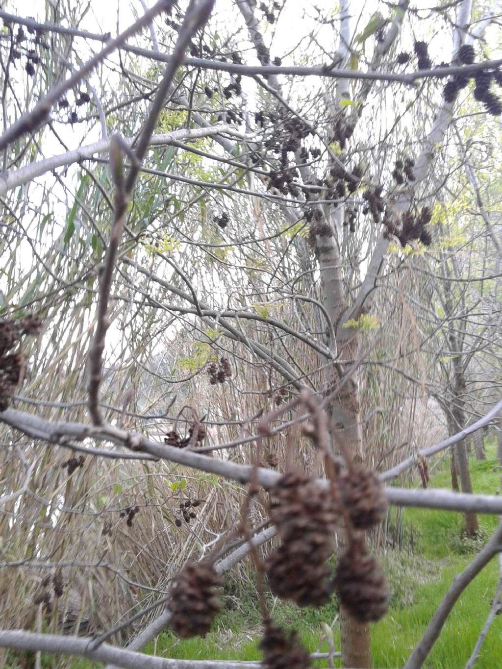 Alnus glutinosa - Ontano comune  (Betulaceae)