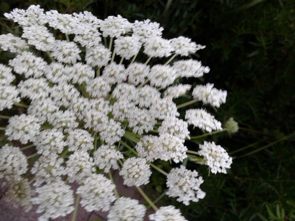 Daucus carota