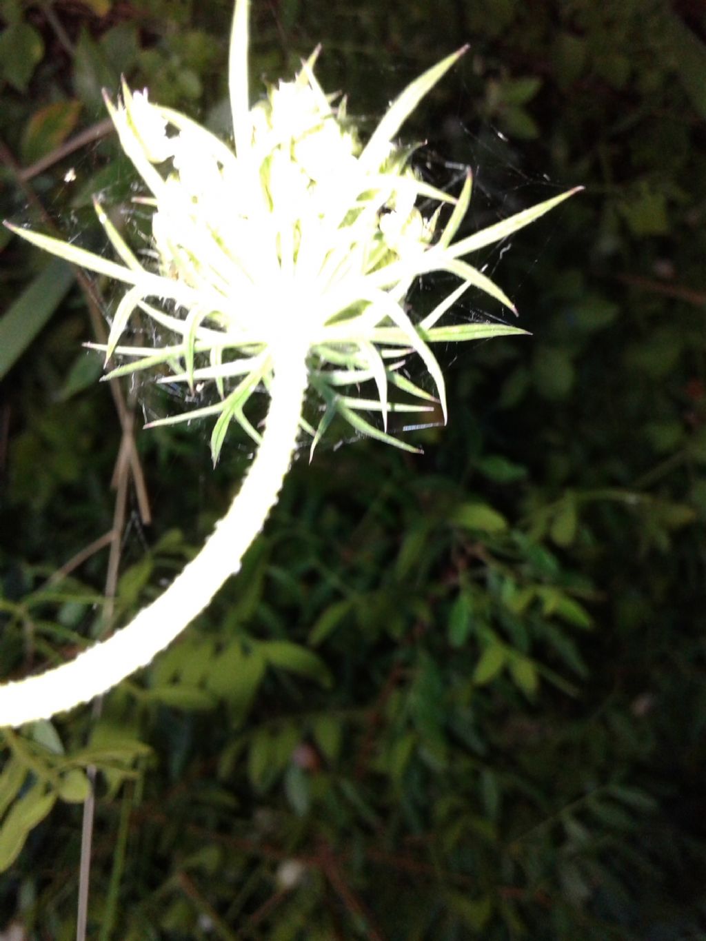 Daucus carota