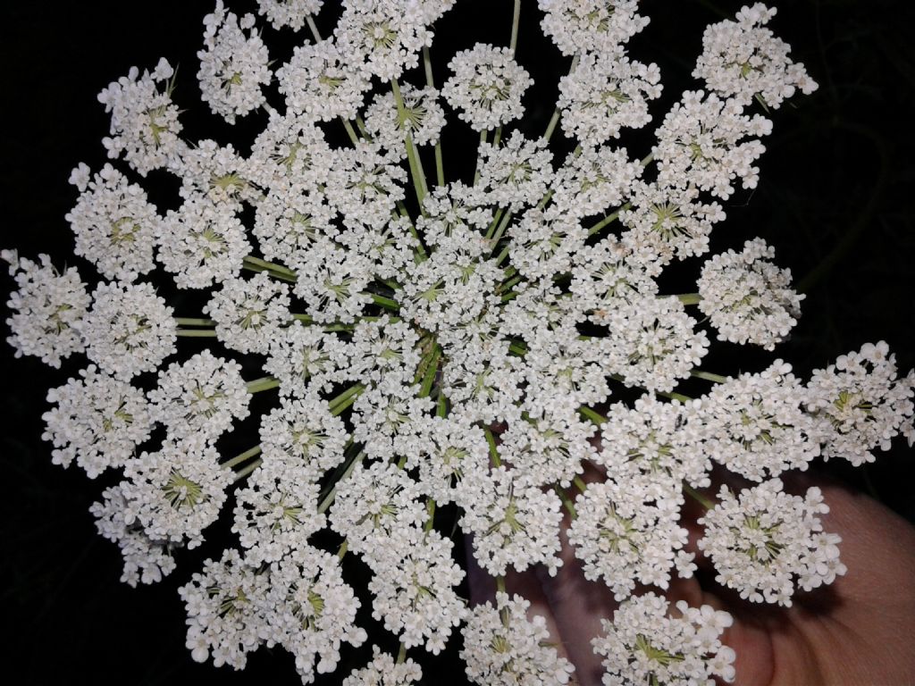 Daucus carota