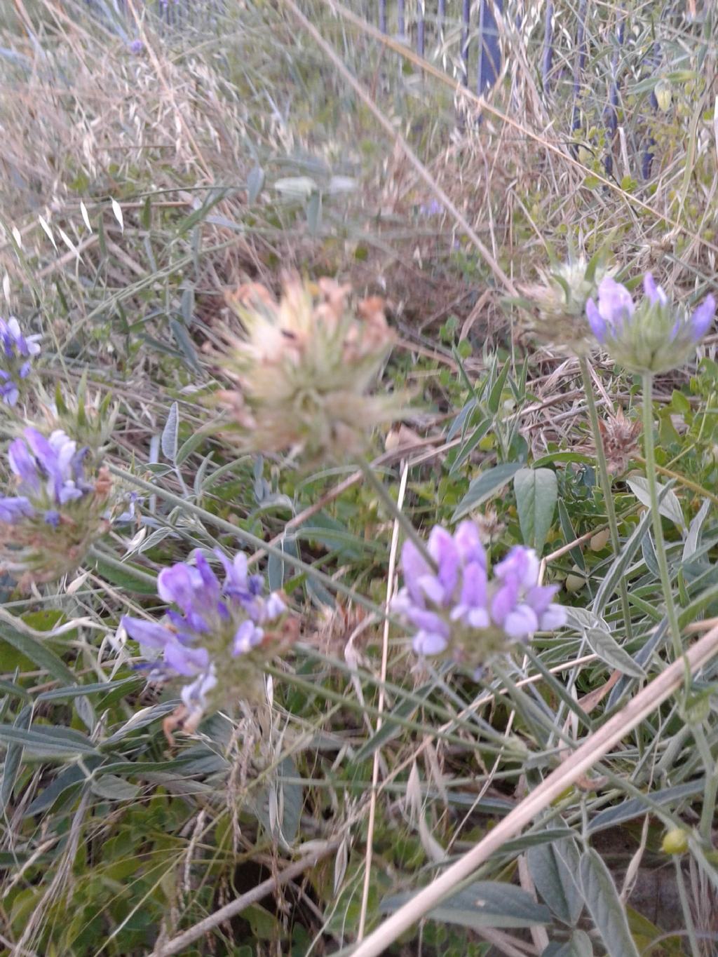 Bituminaria bituminosa (Fabaceae)