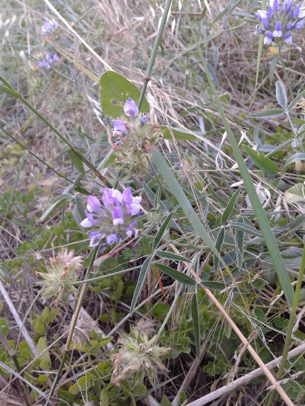 Bituminaria bituminosa (Fabaceae)