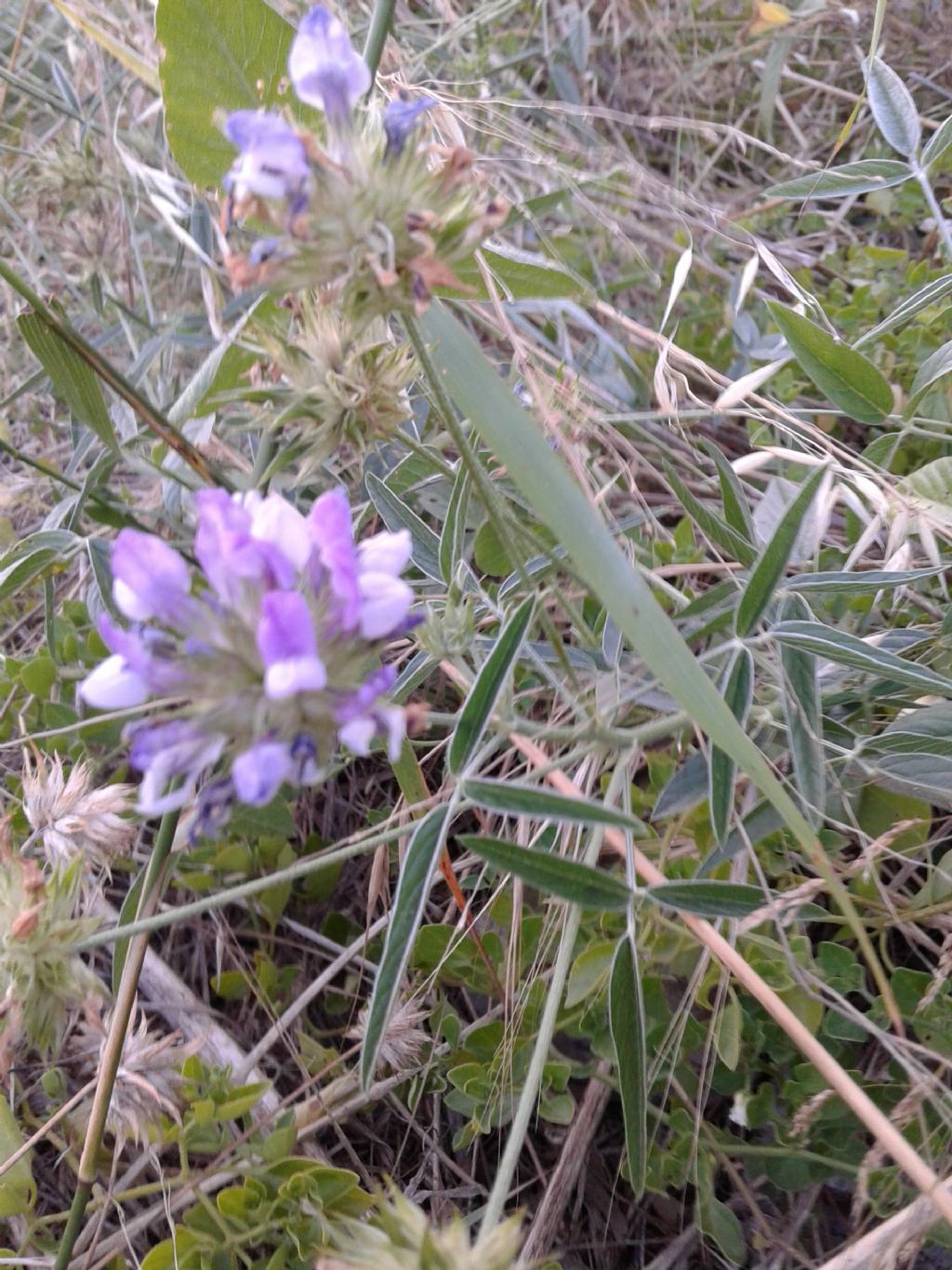 Bituminaria bituminosa (Fabaceae)