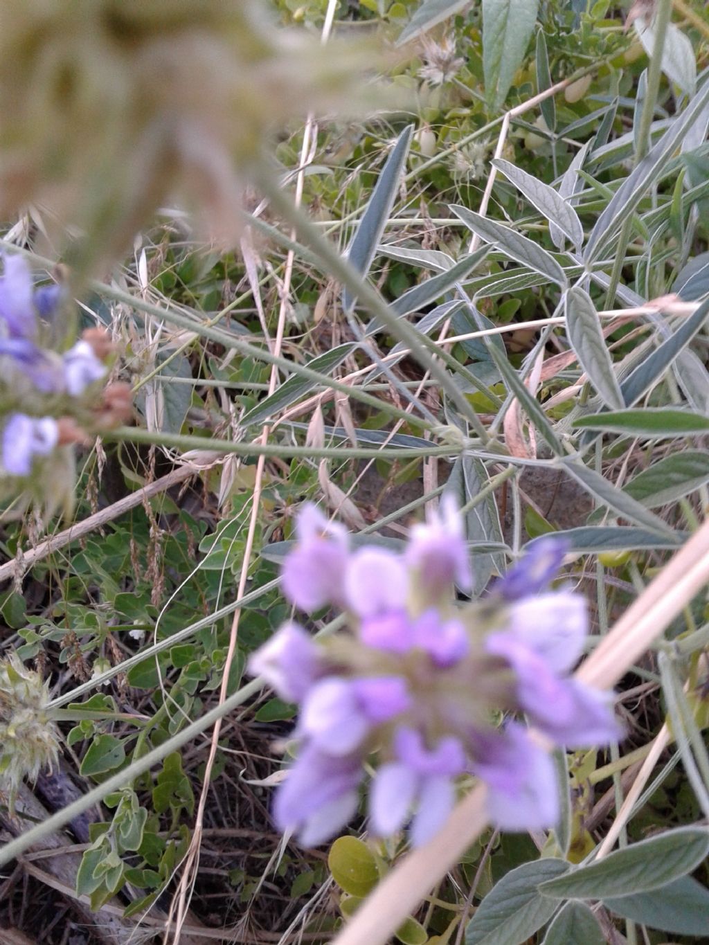 Bituminaria bituminosa (Fabaceae)