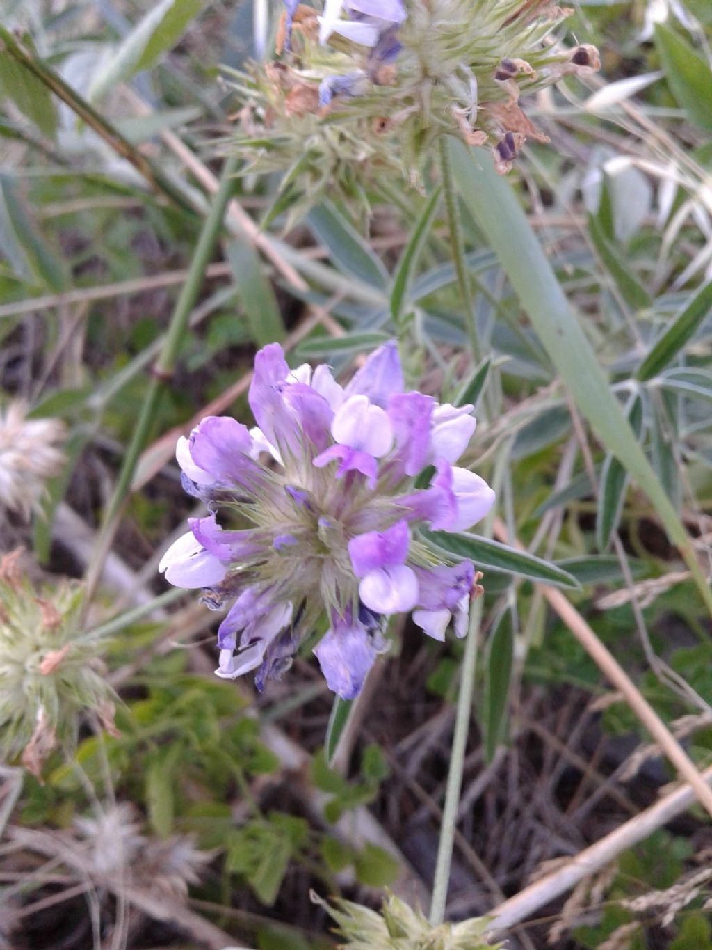 Bituminaria bituminosa (Fabaceae)