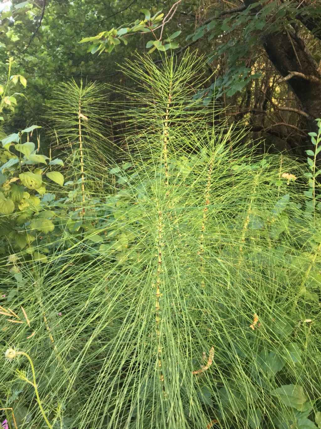 Equisetum sp.