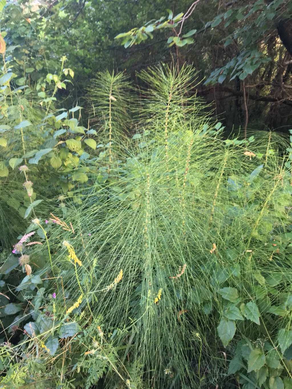 Equisetum sp.