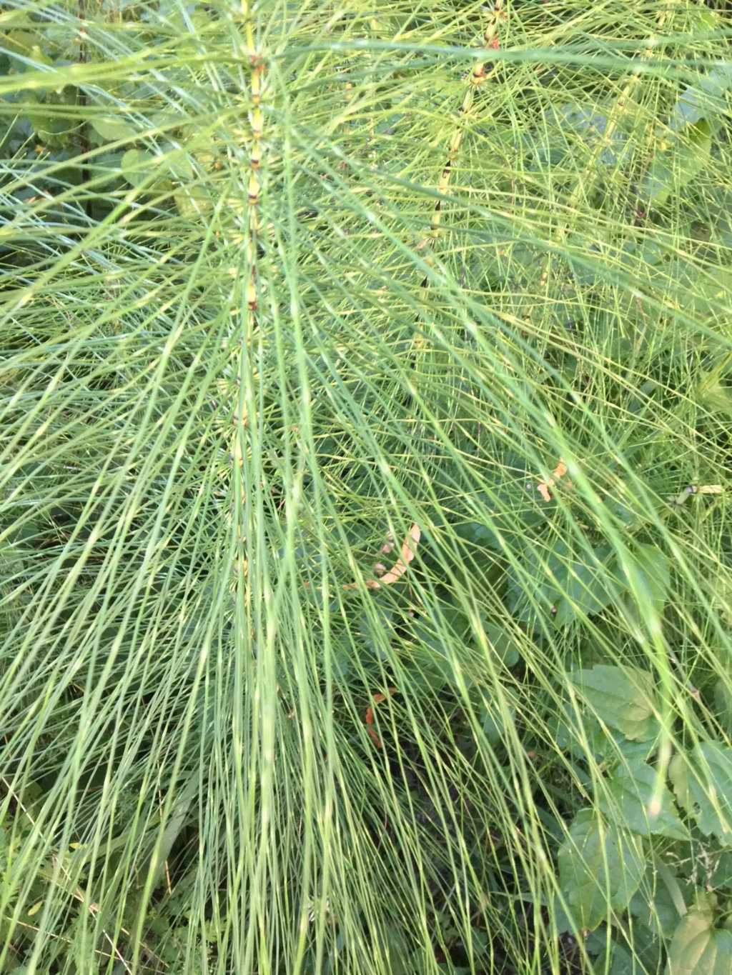 Equisetum sp.