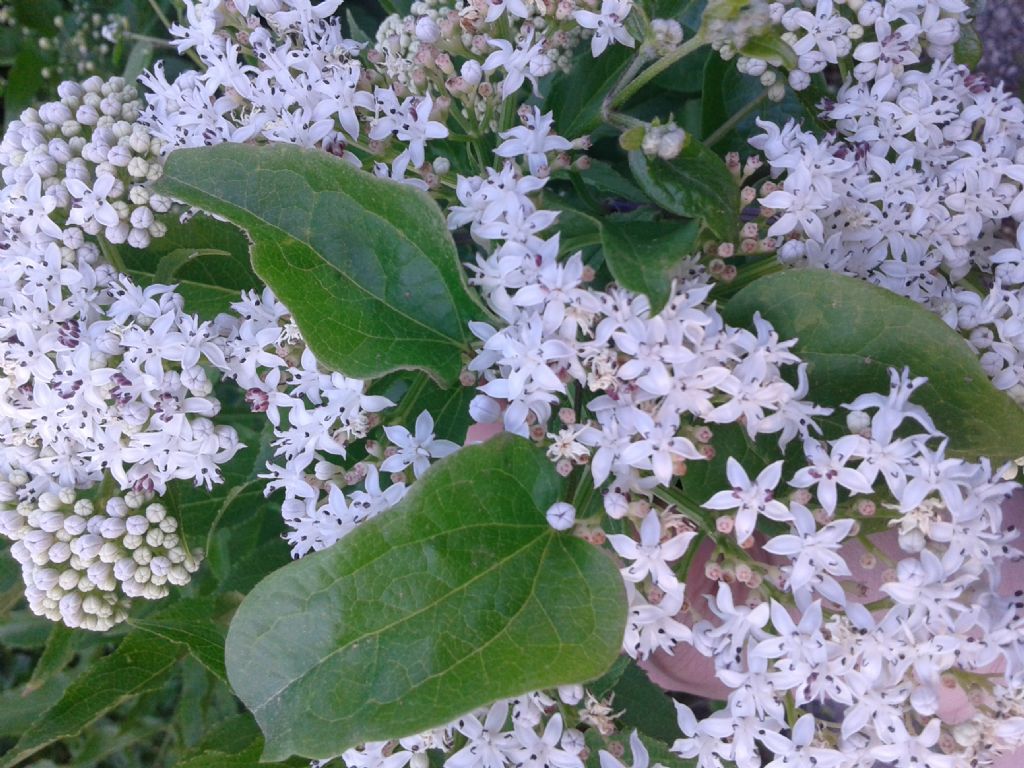 Sambucus ebulus