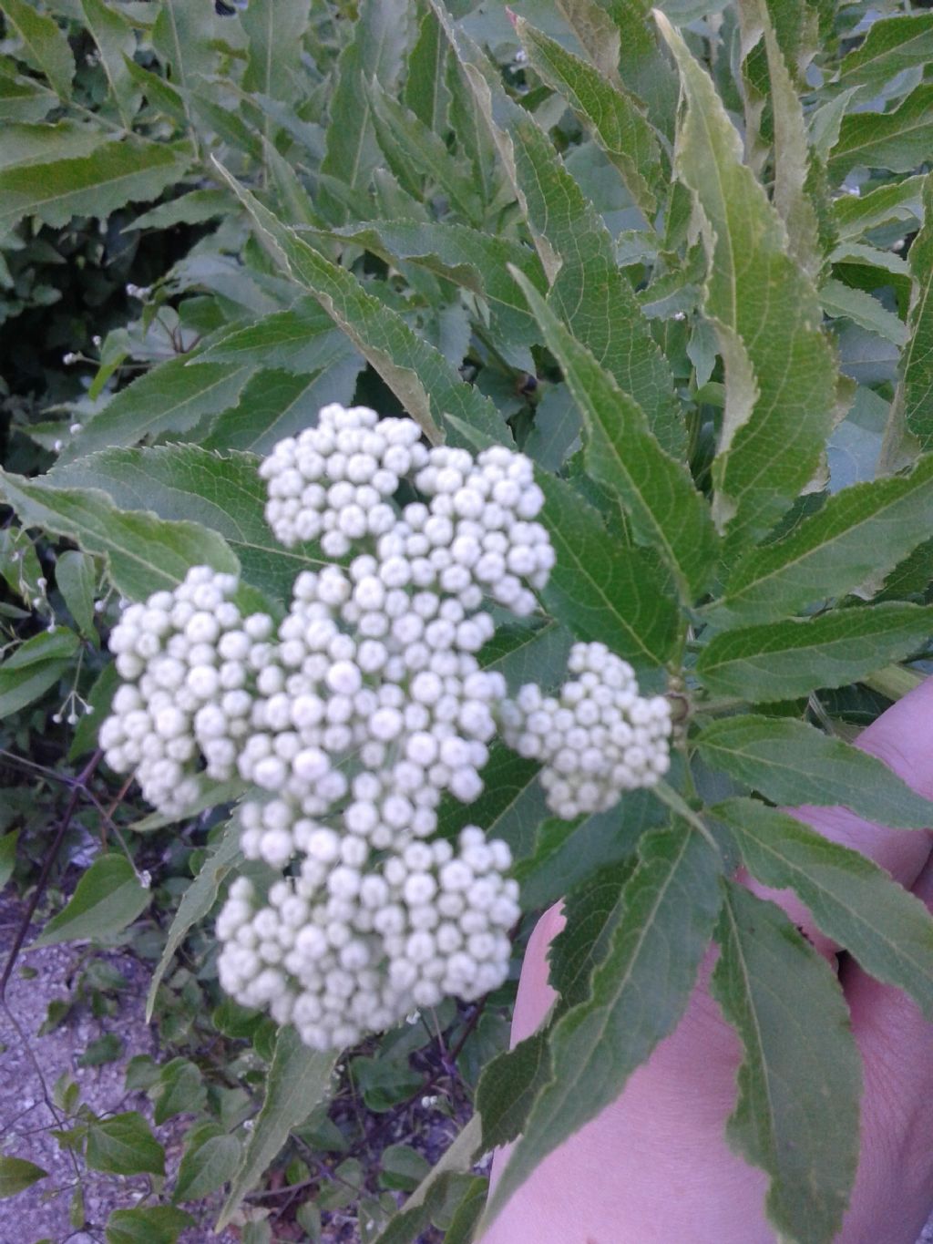 Sambucus ebulus