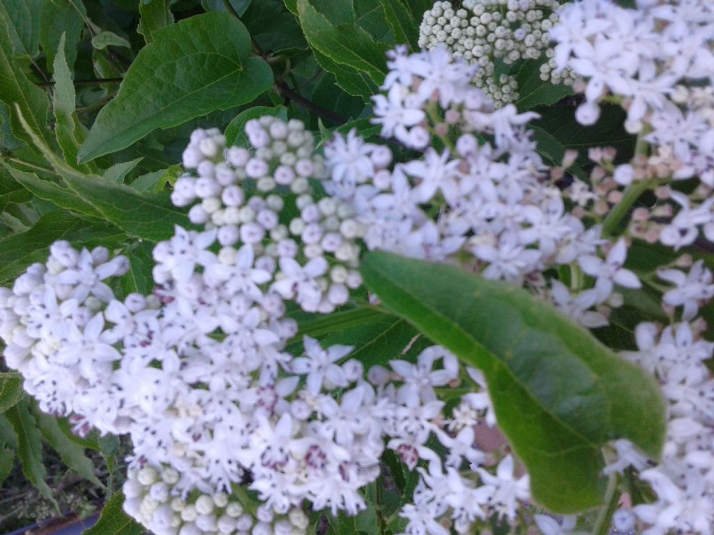 Sambucus ebulus