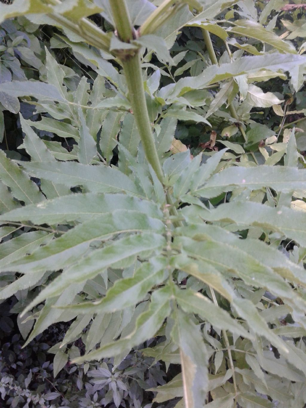 Sambucus ebulus