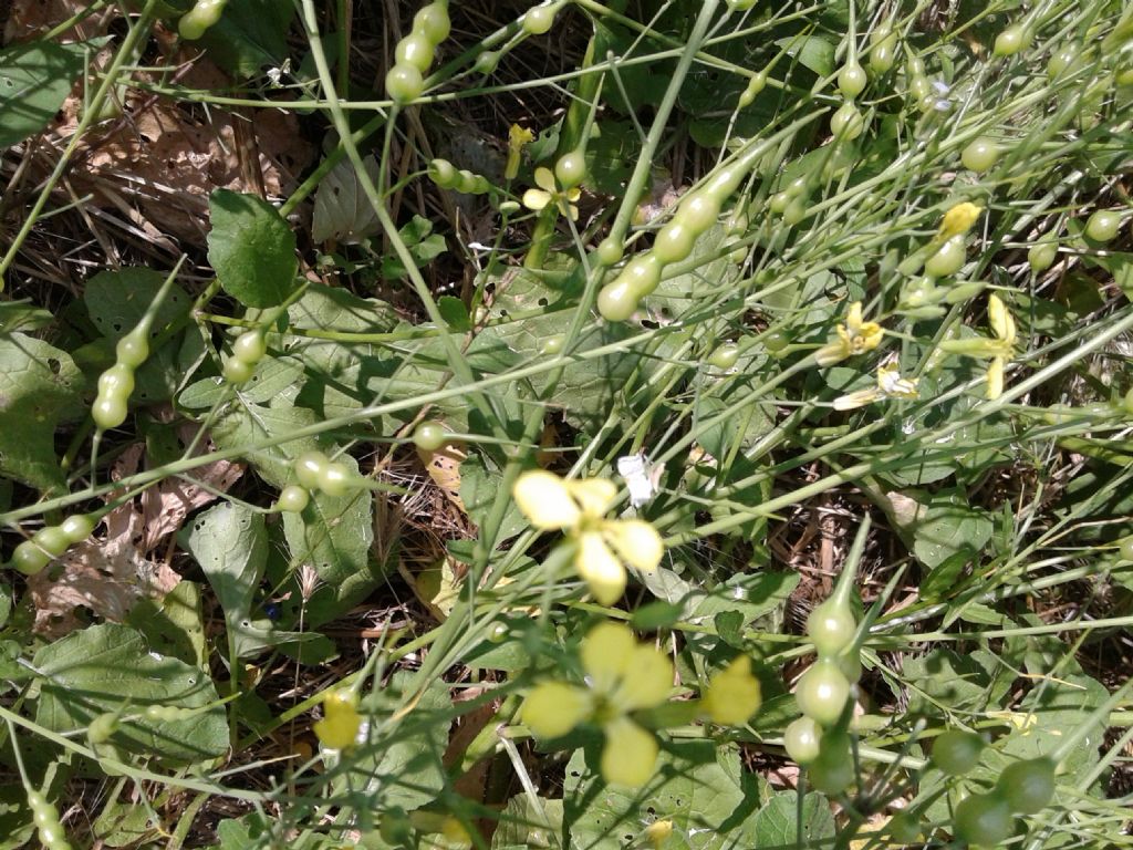 Pisellini strani:  Raphanus raphanistrum (Brassicaceae)